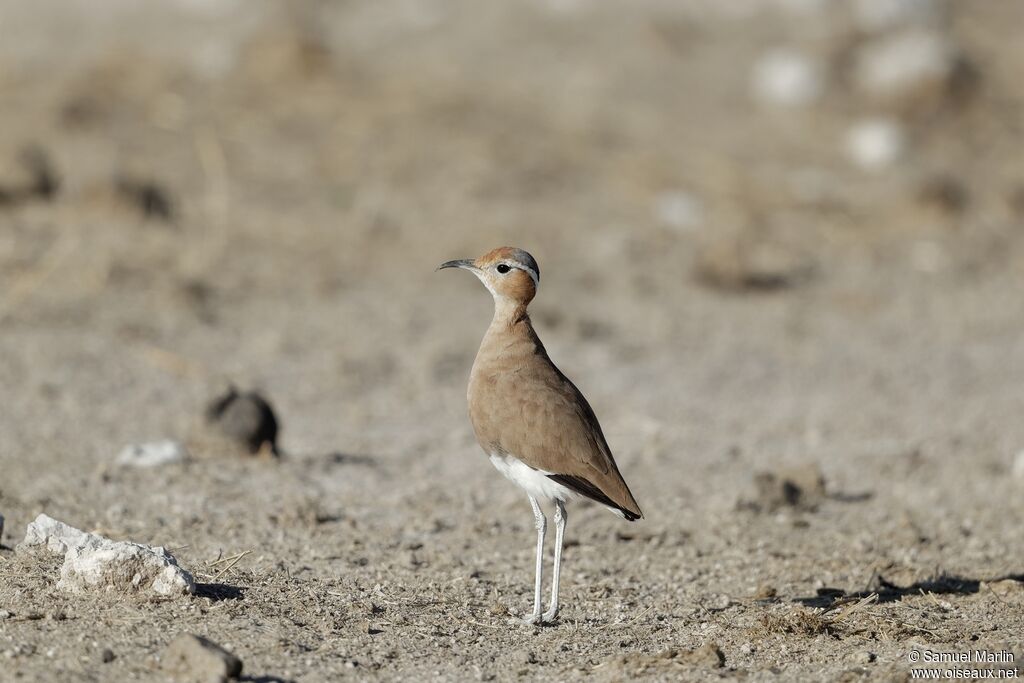 Burchell's Courseradult