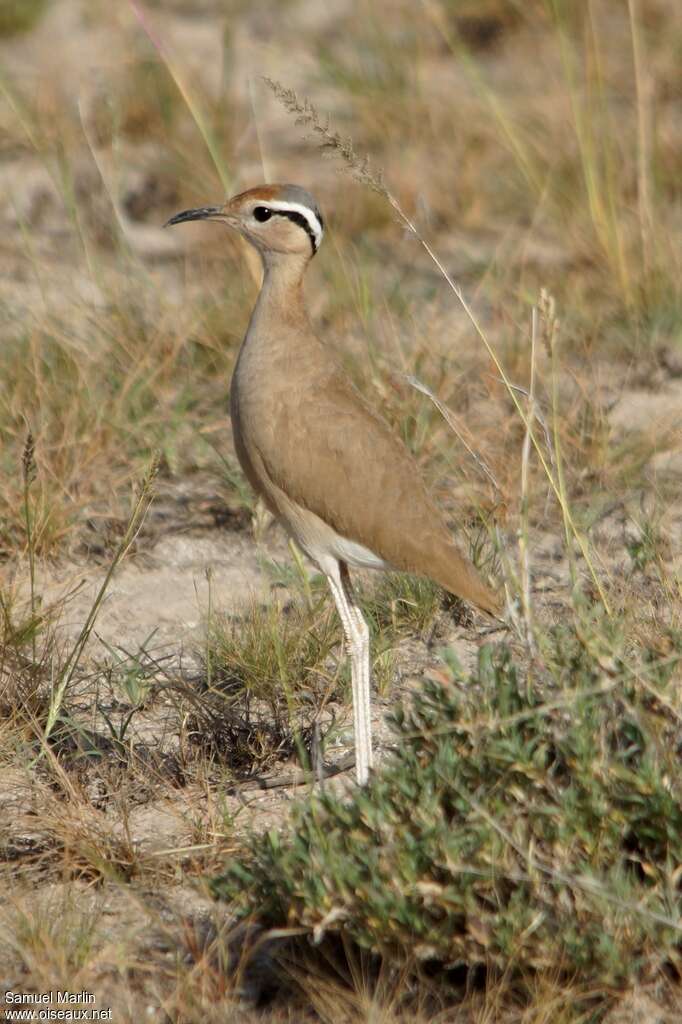 Courvite de Somalieadulte, identification