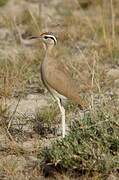 Somali Courser