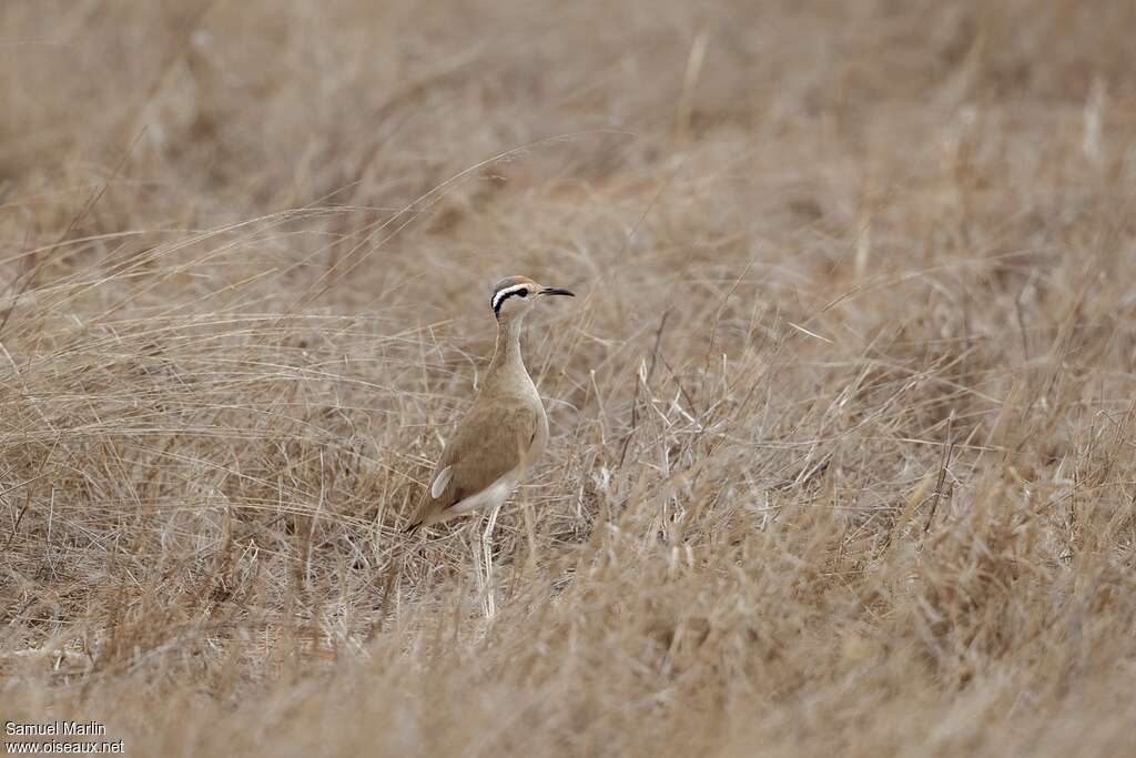 Courvite de Somalieadulte, habitat, camouflage, pigmentation