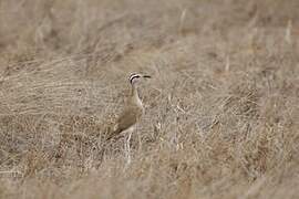 Somali Courser