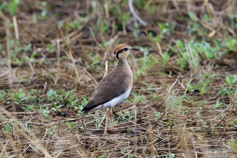 Temminck's Courser male adult