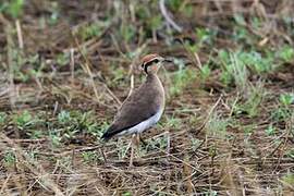 Temminck's Courser