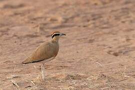 Temminck's Courser