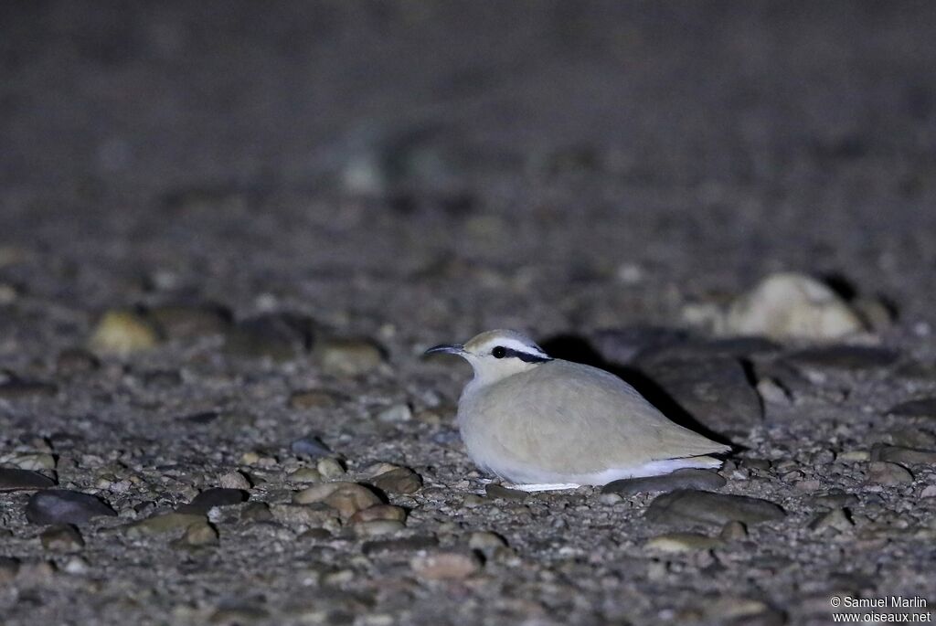 Cream-colored Courseradult