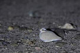 Cream-colored Courser