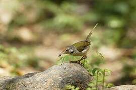 Common Tailorbird