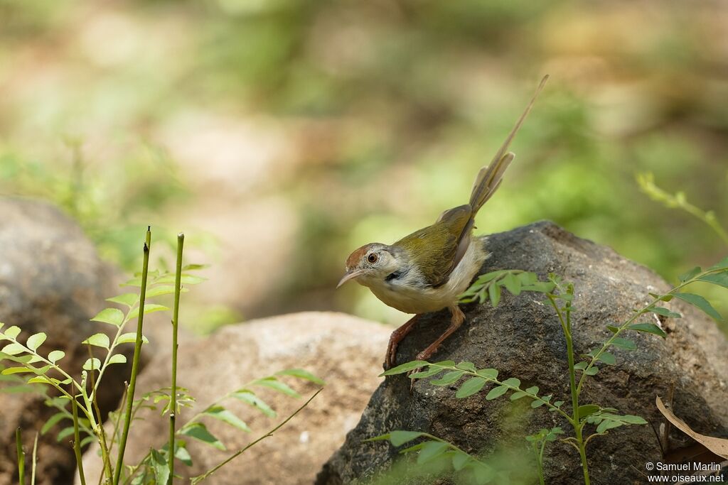 Common Tailorbird male adult