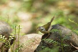 Common Tailorbird