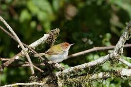 Common Tailorbird