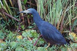 Rufous-bellied Heron