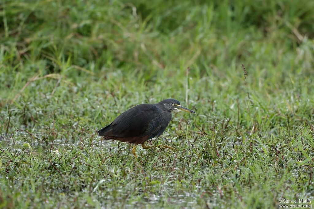 Rufous-bellied Heron male adult