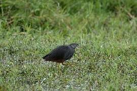 Rufous-bellied Heron