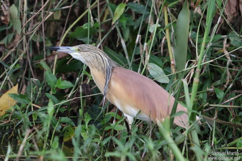 Squacco Heronadult