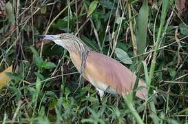 Squacco Heron