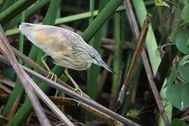 Squacco Heron