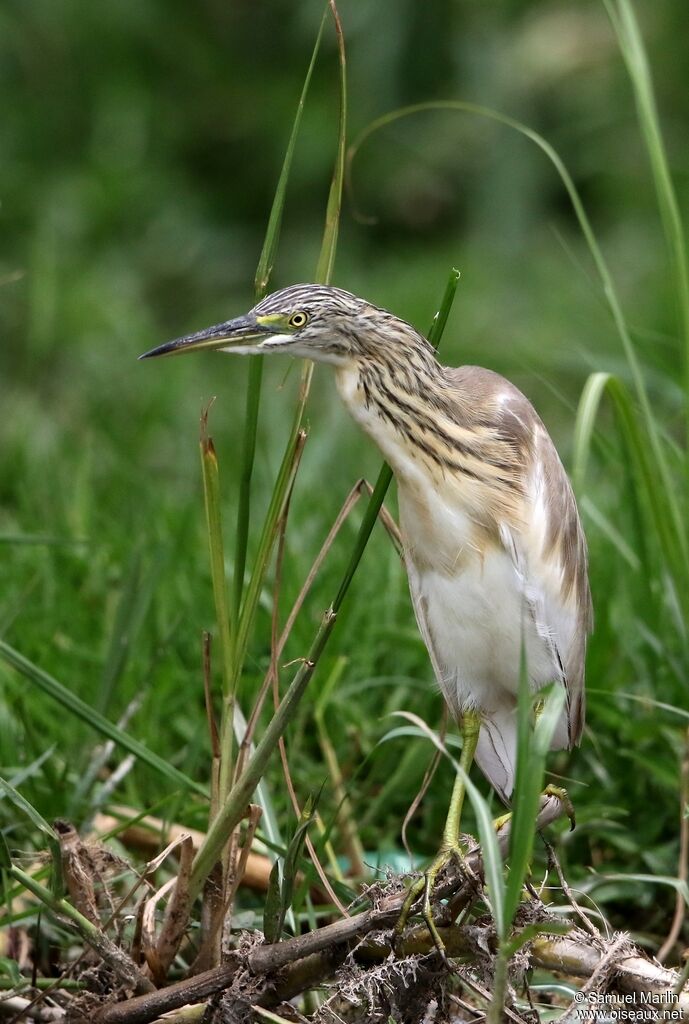 Squacco Heronadult