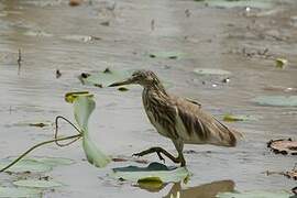 Indian Pond Heron