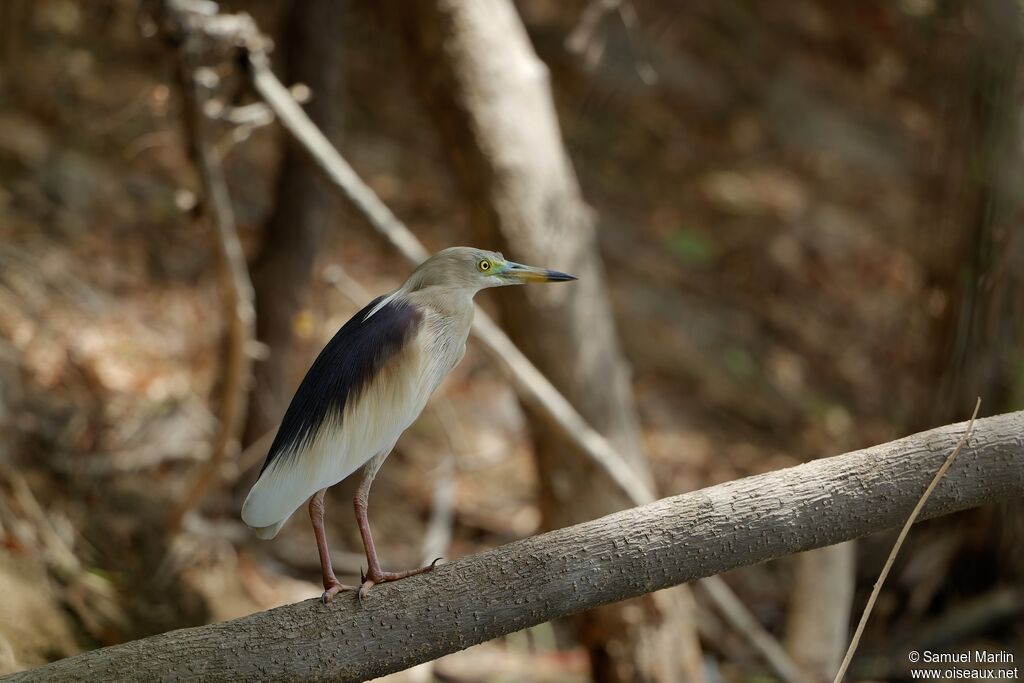 Indian Pond Heron male adult