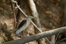 Indian Pond Heron