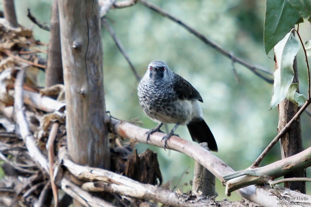 White-rumped Babbler