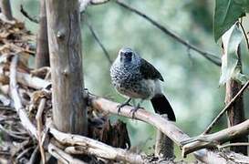 White-rumped Babbler