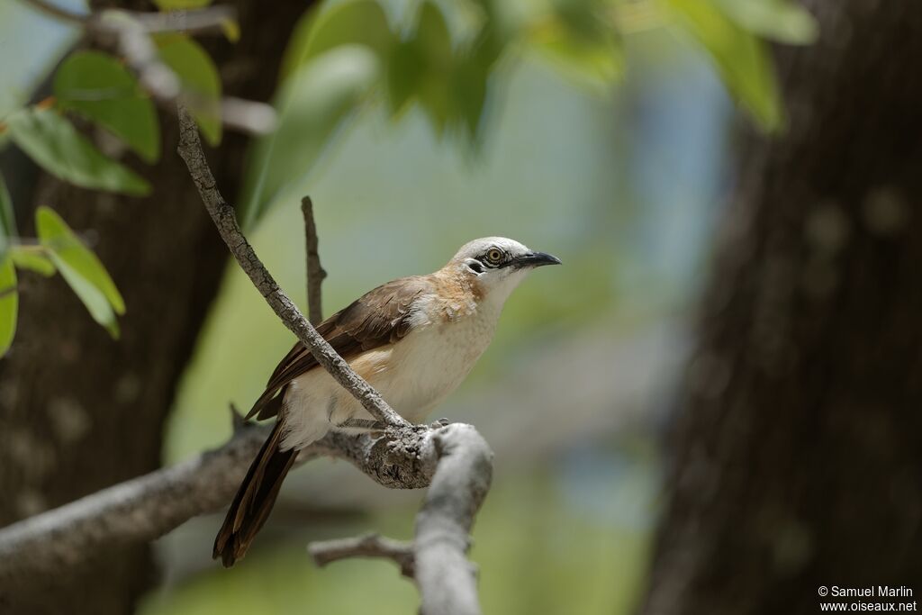 Bare-cheeked Babbleradult