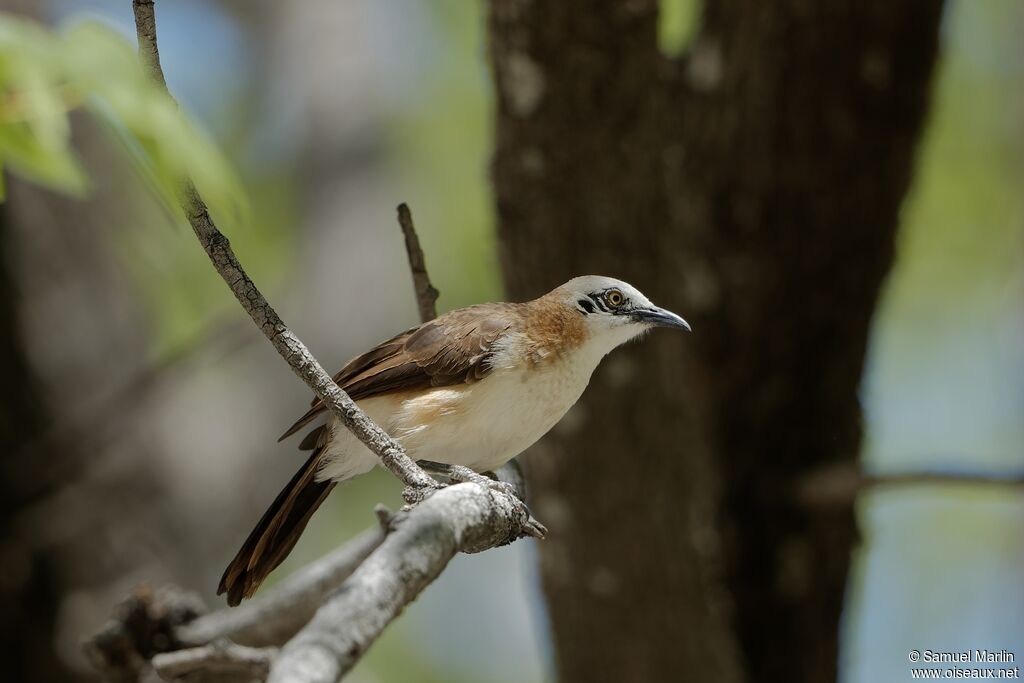 Bare-cheeked Babbleradult