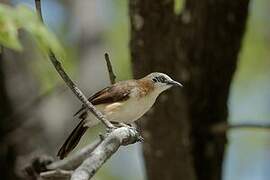 Bare-cheeked Babbler