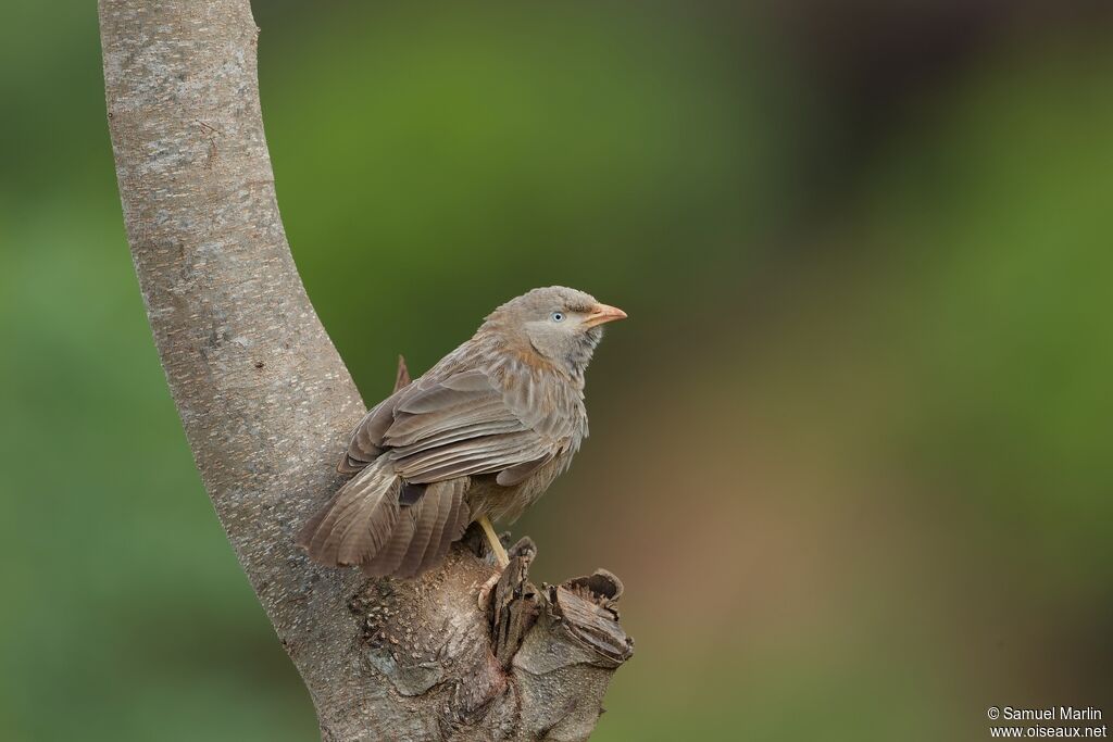 Yellow-billed Babbleradult