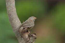 Yellow-billed Babbler