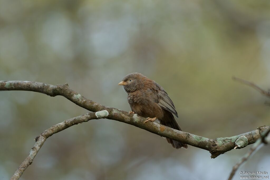 Yellow-billed Babbleradult