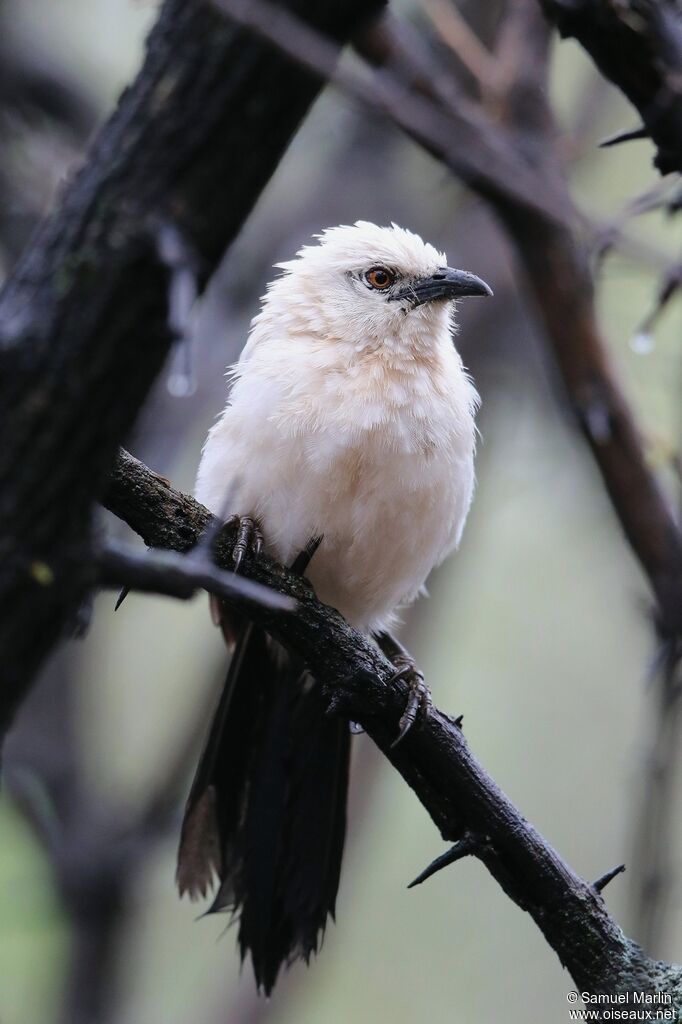 Southern Pied Babbleradult