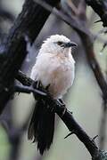 Southern Pied Babbler