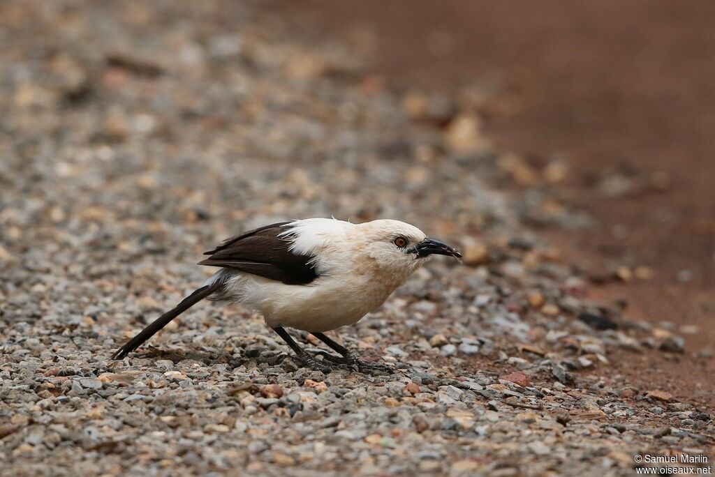 Southern Pied Babbler