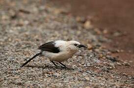 Southern Pied Babbler