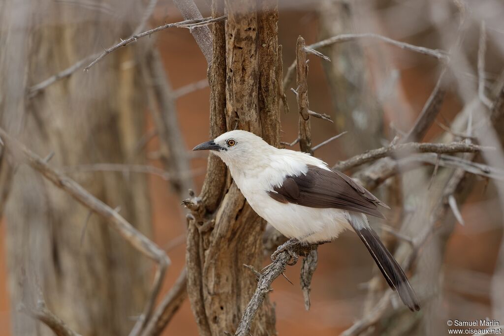 Southern Pied Babbleradult