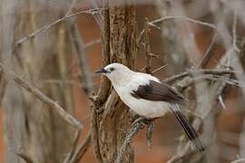 Southern Pied Babbler