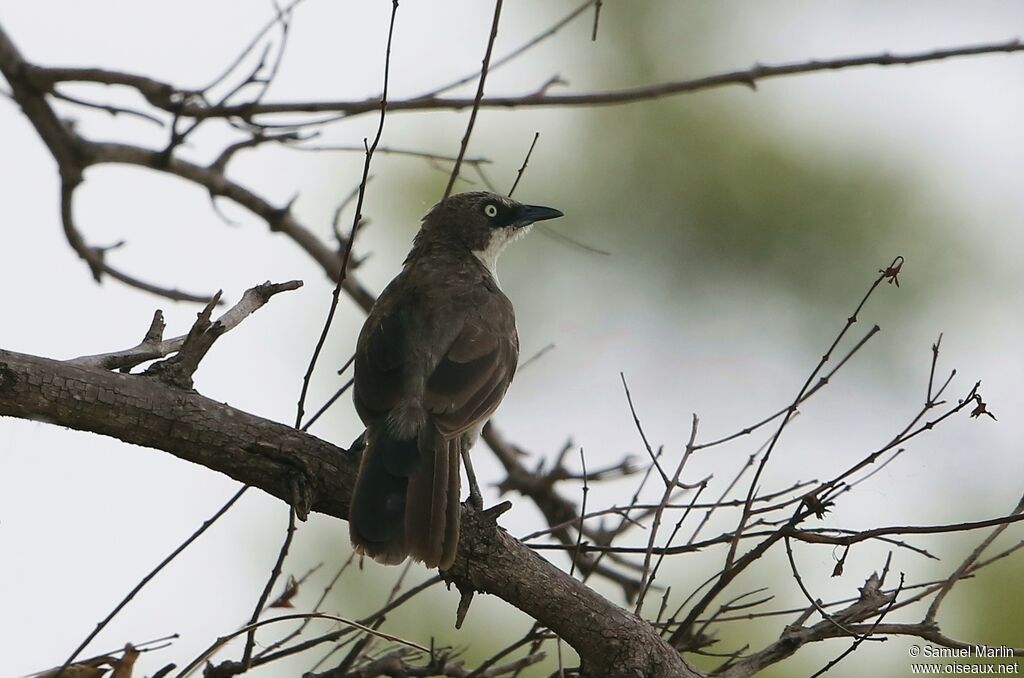 Northern Pied Babbleradult