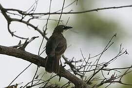 Northern Pied Babbler