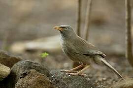 Jungle Babbler