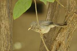 Jungle Babbler