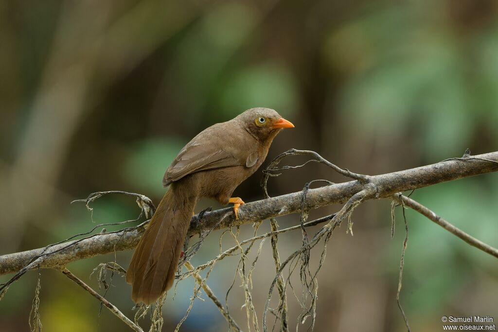 Orange-billed Babbleradult