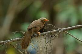 Orange-billed Babbler