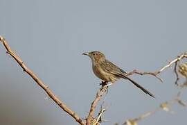 Common Babbler