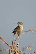 Common Babbler