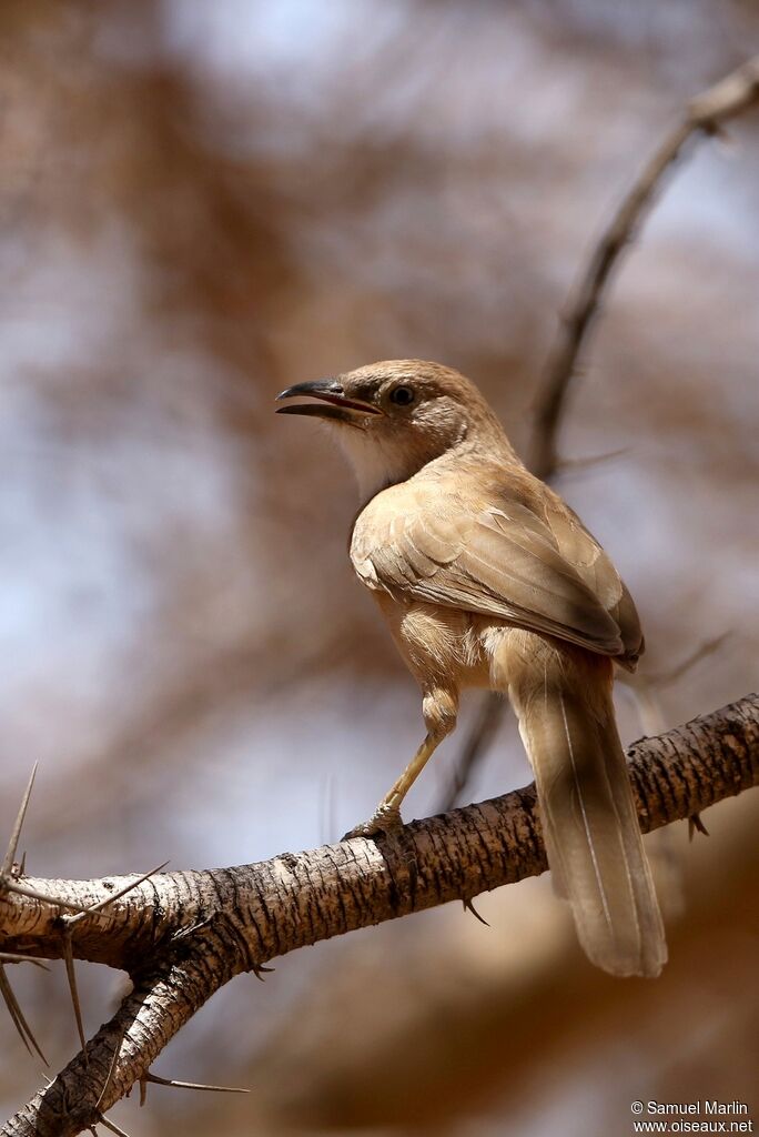 Fulvous Babbleradult