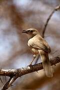 Fulvous Babbler