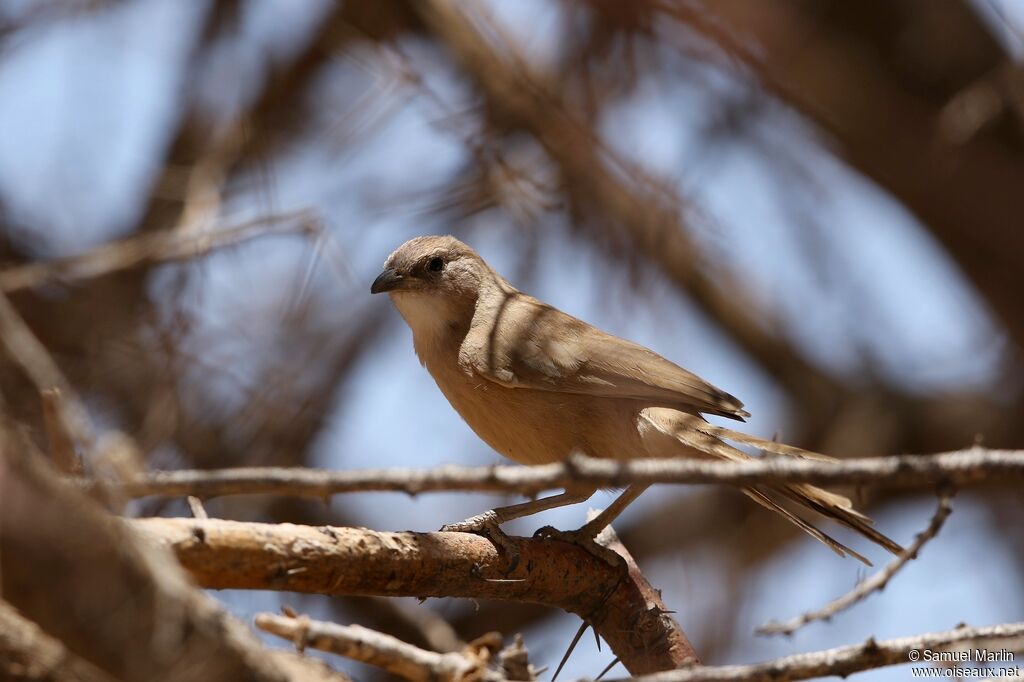 Fulvous Babbler