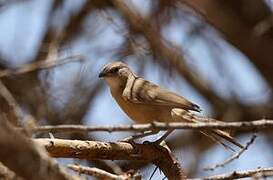 Fulvous Babbler